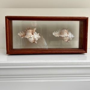 TRANSART Oak Wood Real Seashell Conch Shadowbox Wall Decor 13.25 ”x 6.25” x 3”